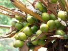 Olio di palma: nuova fonte biodiesel
